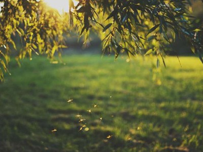 Đuổi muỗi với 5 mẹo đơn giản