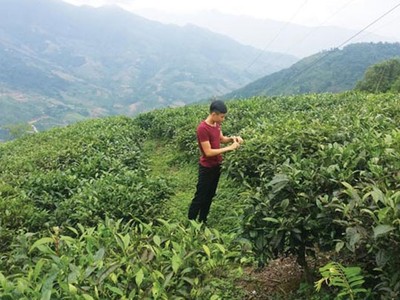 Hấp dẫn vùng trà Chế Là