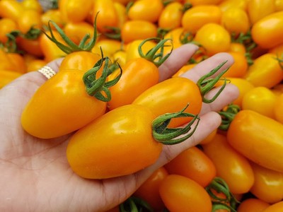 Kiếm trăm triệu mỗi tháng nhờ độc chiêu trồng cà chua từ... trứng gà và sữa