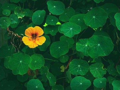 6 dấu hiệu để biết bạn là người hướng nội hay đang lo âu?