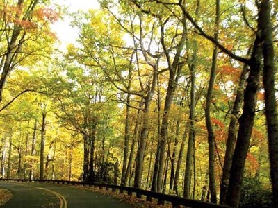 Cung đường vàng mơ