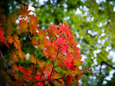 Mùa thu thơ mộng ở Triều Tiên qua góc máy du khách Việt