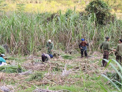 Mía đường Cao Bằng (CBS) trả cổ tức niên độ 2016-2017, tỷ lệ 52%
