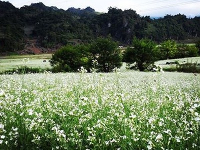 Cuối năm về Mộc Châu ngắm hoa cải nở trắng đồi