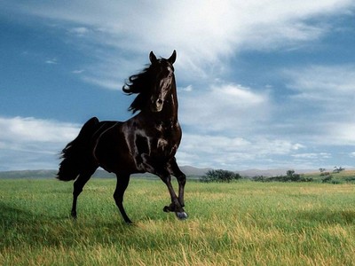 Top 10 cổ phiếu tăng/giảm mạnh nhất tuần qua: Có mã tăng tới 650% chỉ trong 1,5 tháng