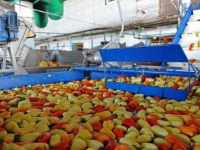 VGP: Chỉ trong nửa tháng, cổ đông lớn nhất Vegetexco đã thoái xong toàn bộ hơn 40% vốn