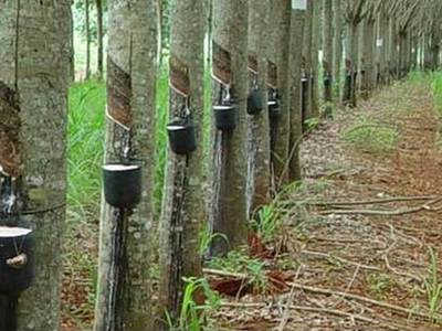 Cao su Tân Biên (RTB) chi gần 90 tỷ đồng trả cổ tức