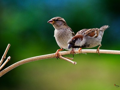 Góc nhìn chuyên gia tuần mới: Mạo hiểm để giải ngân cổ phiếu “đầu cơ”?