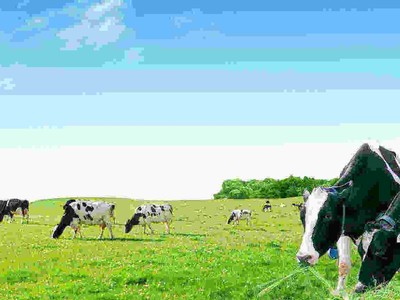 Vinamilk sẽ chào mua tối đa gần 47% cổ phần GTN, giá 13.000 đồng/CP