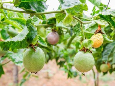 Người của Thaco giữ chức Phó chủ tịch HĐQT Nông nghiệp quốc tế Hoàng Anh Gia Lai (HNG)