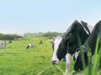 Đến lượt F&N Dairy Investments PTE.LTD lại đăng ký mua hơn 17 triệu cổ phiếu VNM sau 5 lần bất thành