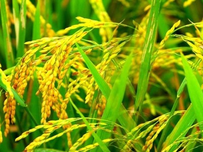 Vinachem đăng ký thoái gần 13,92 triệu cổ phần SFG, giá khởi điểm 31.072 đồng/CP