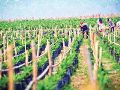 Danh tính công ty mua lại gần 40 triệu cổ phiếu HNG từ ông Trần Bá Dương