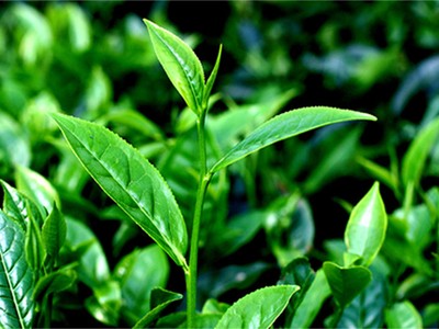 Cổ phiếu cần quan tâm ngày 10/9