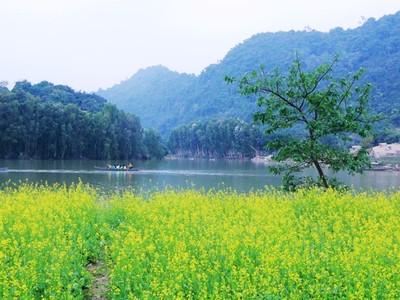 Vườn hoa cải rực vàng đẹp mê hồn khiến du khách nao lòng ở Thung Nham