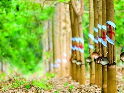 Cao su Phước Hòa (PHR): Quý I/2020, lợi nhuận tăng trưởng gần 160% so với cùng kỳ