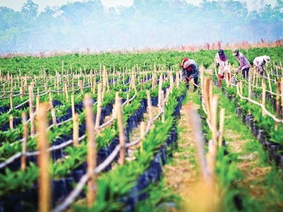 HAGL Agrico (HNG) giải trình lỗ năm 2019, lên kế hoạch năm 2020 có lãi 566 tỷ đồng