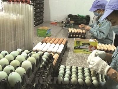 Dabaco Việt Nam (DBC): Thành viên HĐQT đăng ký bán nửa triệu cổ phiếu