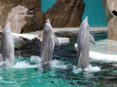 Cạn kiệt tiền, vườn thú cân nhắc việc “xẻ thịt” động vật làm nguồn thức ăn