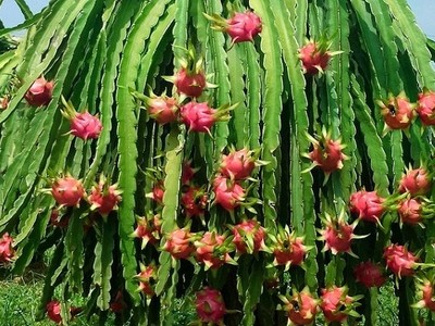 Thaco đăng ký mua gần 26 triệu cổ phiếu HNG