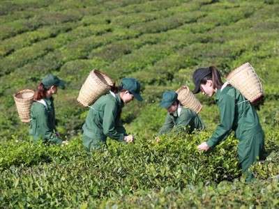 Cổ phiếu GTNFOODS (GTN) thoát diện kiểm soát, chuyển sang diện cảnh báo từ ngày 5/8