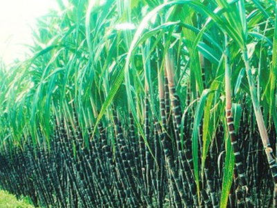 Mía đường Lam Sơn (LSS) đặt kế hoạch lợi nhuận gần 220 tỷ đồng, cổ tức 10%