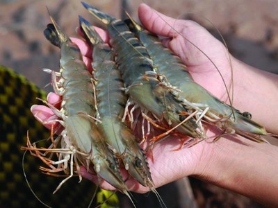 Thủy sản Cà Mau (CAT) tiếp tục chia cổ tức 20% bằng tiền