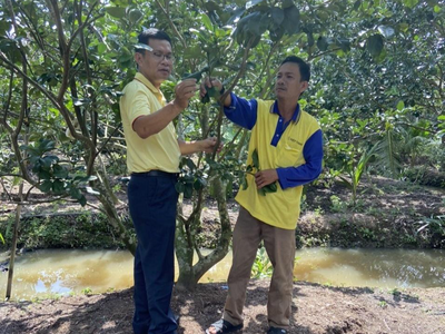 Giá phân bón: Góc nhìn từ quy luật thị trường và nỗ lực đồng hành với người tiêu dùng