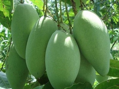 Xuất khẩu xoài sang Úc tăng trưởng mạnh