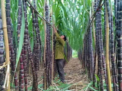 Mía đường Cao Bằng (CBS): Giá cổ phiếu tăng gần 3 lần chỉ trong nửa tháng, các lãnh đạo đua nhau thoái vốn