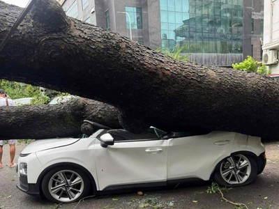 Bảo hiểm OPES ước chi trả 3 tỷ đồng sau bão 