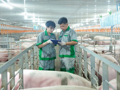 BAF Việt Nam (BAF): Tăng tốc chuẩn hóa, mở đường cho đột phá lợi nhuận 2026 