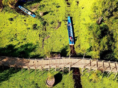 Cận cảnh cây cầu dài nhất Việt Nam xuyên qua rừng tràm Trà Sư