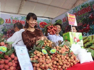 Xúc tiến xuất khẩu vải thiều Hải Dương ra nước ngoài