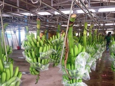 Năm nay HNG sẽ trồng mới 1.000 ha chuối tại Attapeu, Lào và 30 ha chuối tại Quang Minh, Lào