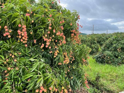 Việt Nam sẽ xuất khẩu khoảng 100 tấn vải thiều đi Úc