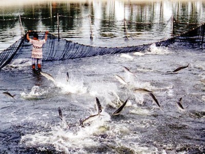 Thuỷ sản sẽ gãy đổ chuỗi nếu không khôi phục trong tháng 9