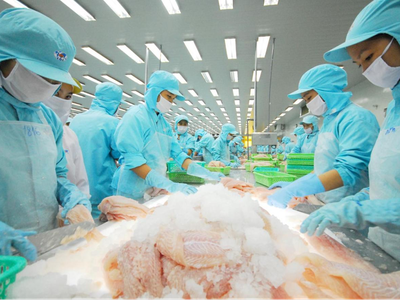 Cá tra trở lại thời hoàng kim.