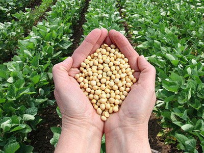 Thị trường hàng hóa tuần từ 18/11 – 22/11: Áp lực nguồn cung đè nông sản, chuyển biến xấu đàm phán Mỹ - Trung khiến giá kim loại tăng