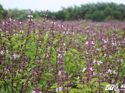 Cánh đồng bạt ngàn hoa oải hương từ húng quế độc đáo ở Hà Nội