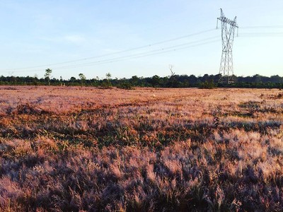 Đồi cỏ hồng ở Gia Lai hút khách chụp hình 'sống ảo'