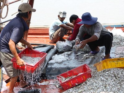 Ngư dân Nghệ An tập kết hải sản vừa đánh bắt