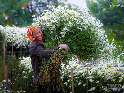 Cúc họa mi: Loài 'hoa báo đông' của riêng Hà Nội