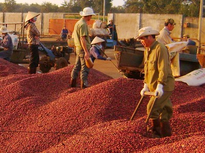 Sản lượng cà phê xuất khẩu 11 tháng năm 2017 đạt 1,267 triệu tấn, trị giá 2,897 tỷ USD, giá xuất khẩu bình quân 2.286 USD/tấn, tăng 24,2% so với cùng kỳ.