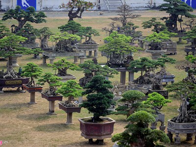 Cây cảnh giá nửa tỷ xuất hiện dịp cuối năm