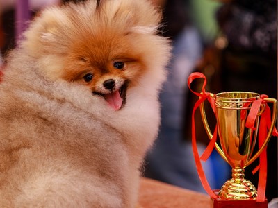 Chó cảnh nghìn USD khoe sắc, thi tài ở TP HCM