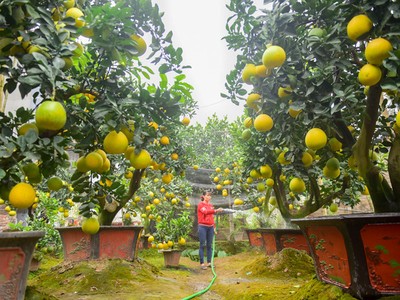 Vườn bưởi cảnh cổ thụ tiền tỷ được nhiều đại gia “săn” chơi Tết