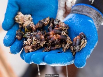 Đặc sản 'ngón tay thần chết' 100 euro một đĩa