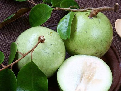 Trái vú sữa đã trở thành trái cây đặc sản, có giá trị xuất khẩu cao của Việt Nam trong những năm qua. Năm 2017, loại trái cây này đã được thị trường Mỹ cấp phép nhập khẩu