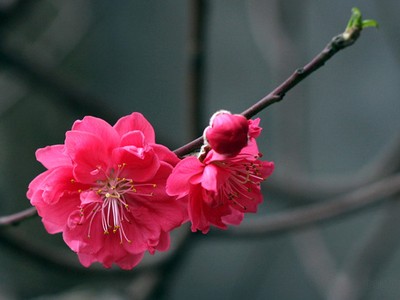 Bộ LĐ-TB&XH công bố lịch nghỉ các ngày Lễ, Tết trong năm 2018, Tết Mậu Tuất nghỉ 7 ngày từ 14/2